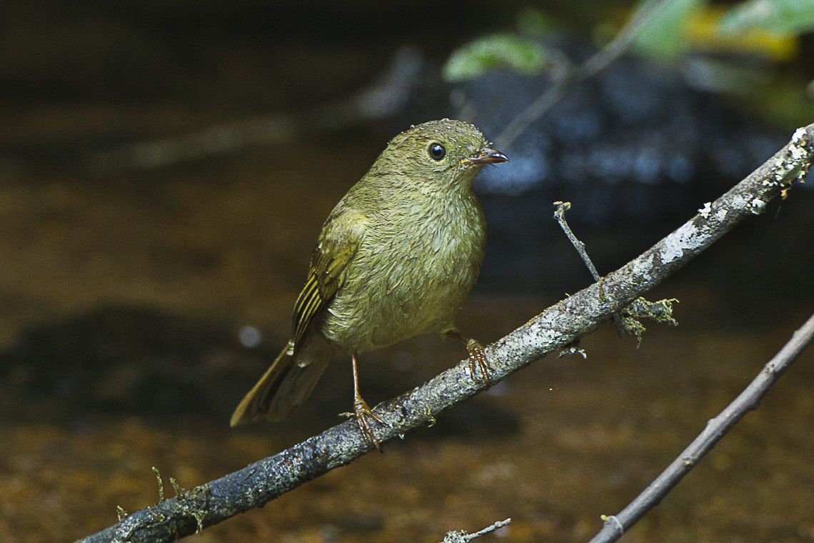 image Little Greenbul